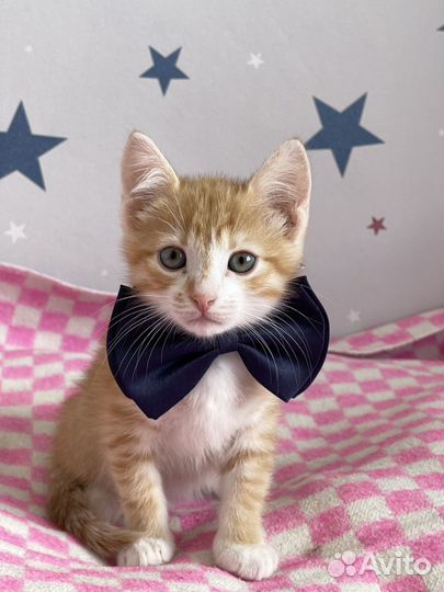 Котенок в добрые руки