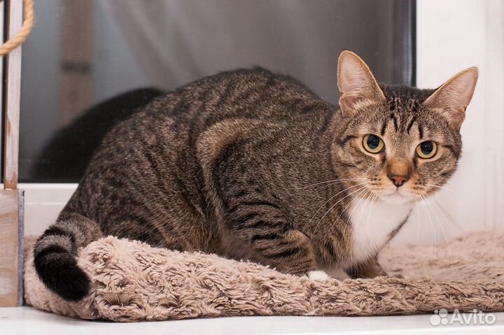 Очень ждет своего человека кот Вася