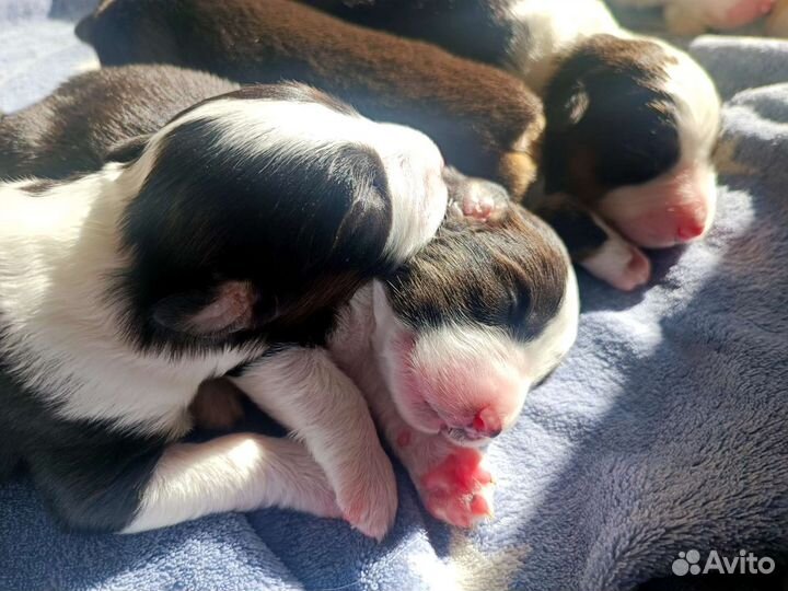 Щенки аусси