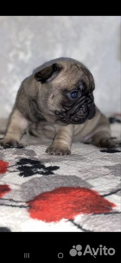 Продам французских булочек