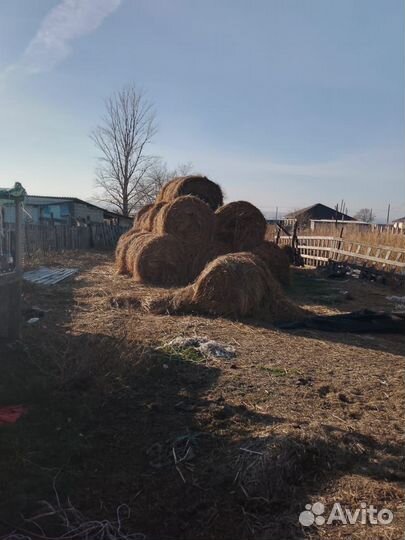 Сено в рулонах