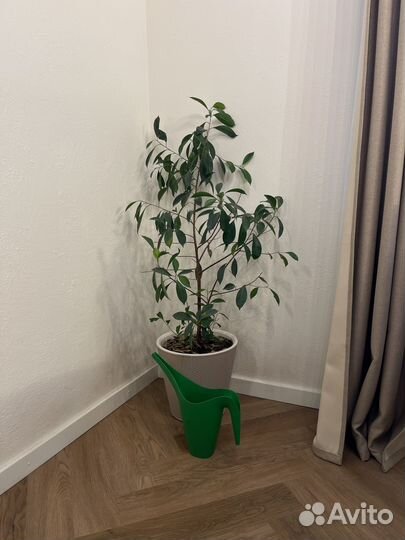 Фикус комнатное растение