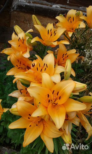 Цветы многолетние