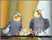 Красивые попугаи Кореллы в наличии
