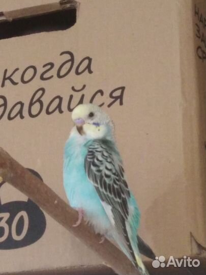 Попугай 1.5 мес