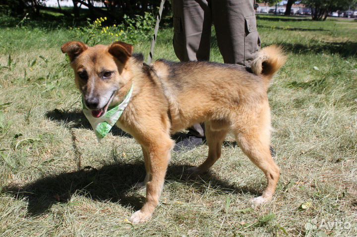 Небольшой песик пропадает в приюте