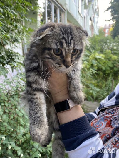 Британская кошка