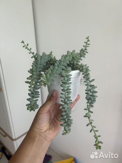 Суккуленты
