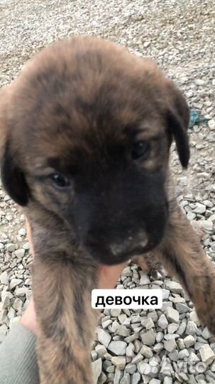Щенки