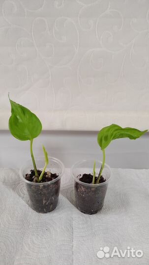 Эпипремнум,филодендрон,хойи