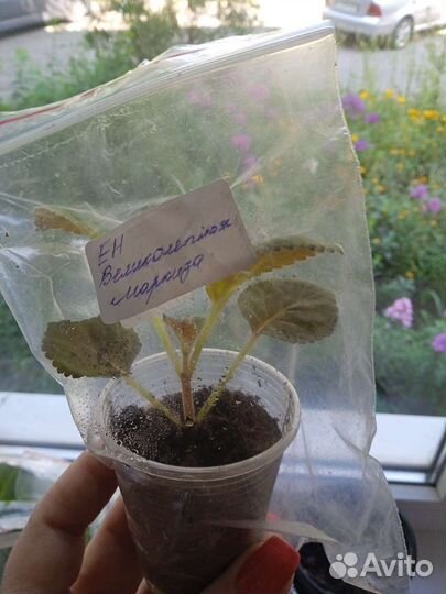 Глоксиния детки