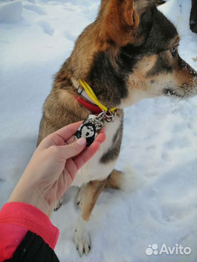 Адресник жетон для собак и кошек