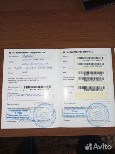 Корова Симментальская