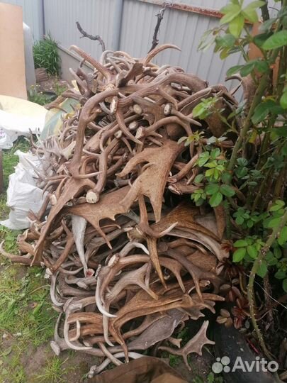 Заготовка рогов лося и оленя