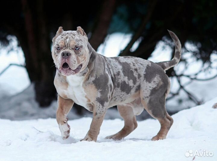 Американский булли