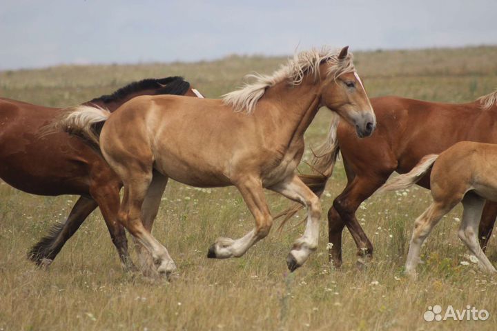 Тяжеловозные кобылки