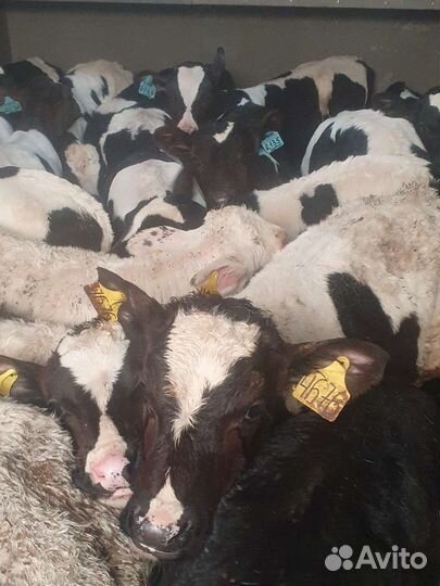 Телята бычки