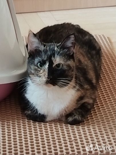 Кошечка Черри