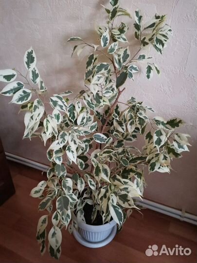 Фикус бенджамина