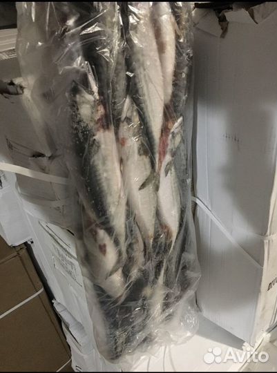 Морская рыба свежемороженая,ассортимент в описание