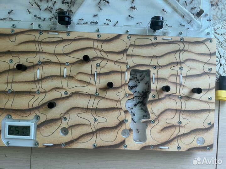 Экстреннo Формикарий с муравьями феллахами(fellah)