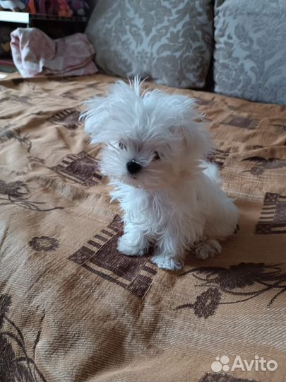 Щенок мальтезе