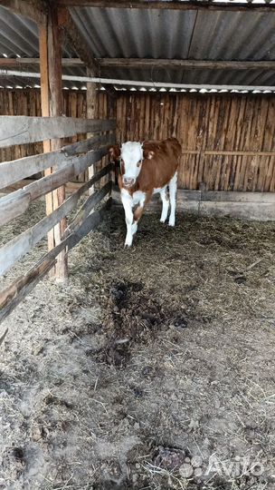 Корова с теленком