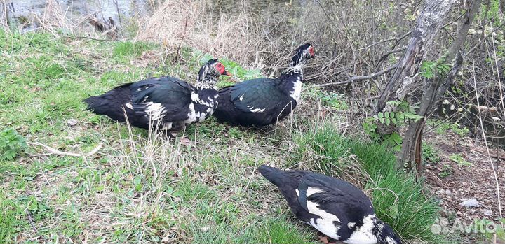 Селезень индоутки