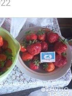 Продам усы клубники