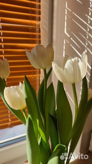 Тюльпаны к 8 марта