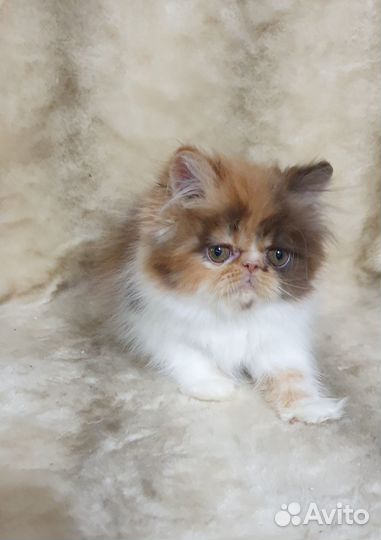 Персидский котёнок(продан)