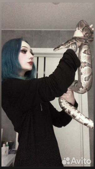 Аренда змей для фотосессии