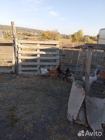 Куры петухи