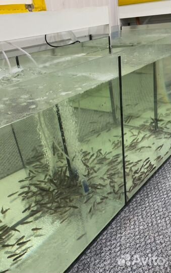 Оборудование для массажа рыбками гарра руфа