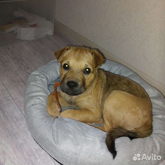 Щенок в добрые руки бесплатно