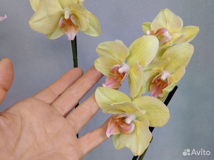 Орхидея фаленопсис бабочка