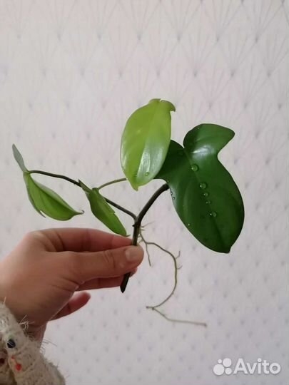 Филодендрон, Сансевиерия, сциндапсус