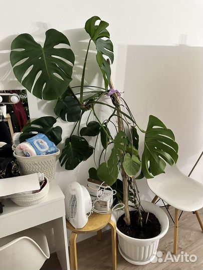 Кактус / монстера