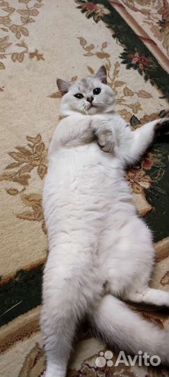 Вязка (кот породы Британская серебристая шиншилла)