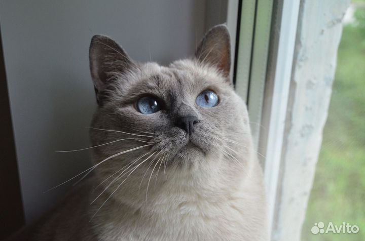 Тайская кошка