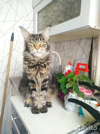 Котята мейн-кун