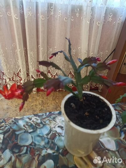 Цветок декабрист