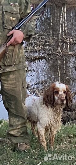 Вязка. Русский спаниель