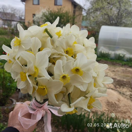 Нарциссы букет актуально
