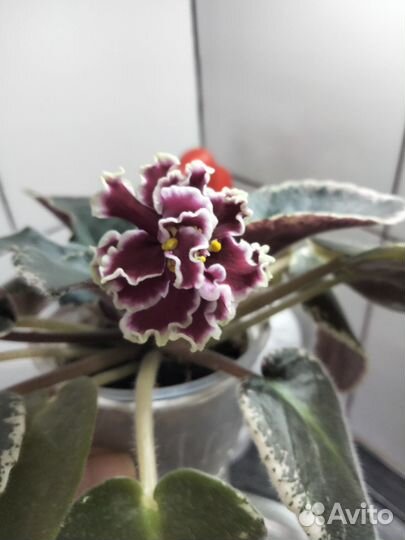 Фиалка крупные стартеры