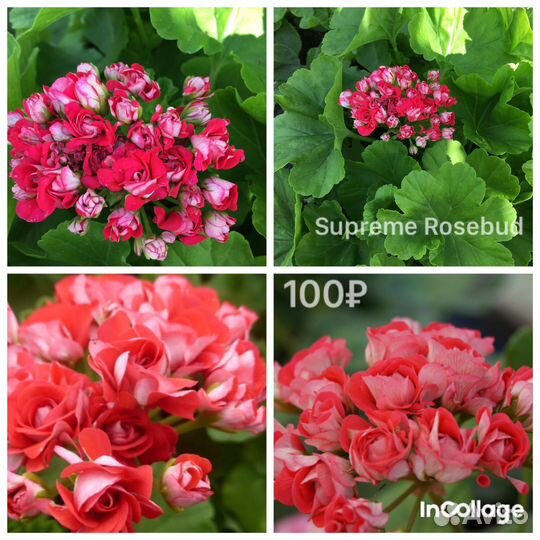 Сортовые пеларгонии