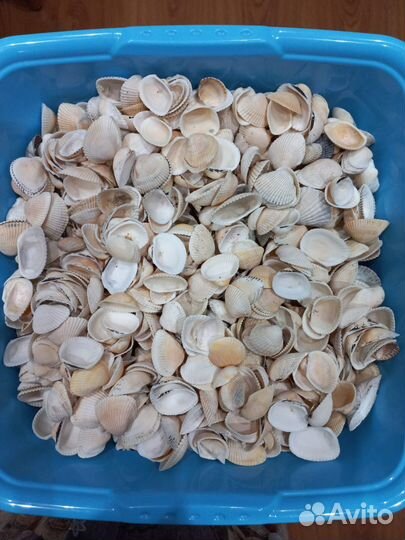 Ракушки морские для поделок или добавка для кур