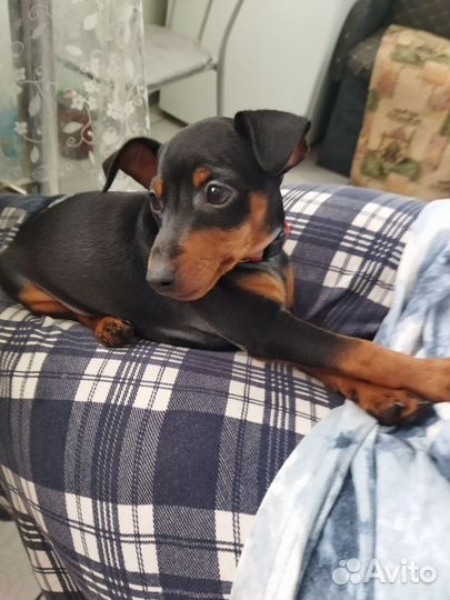 Щенки цвергпинчера