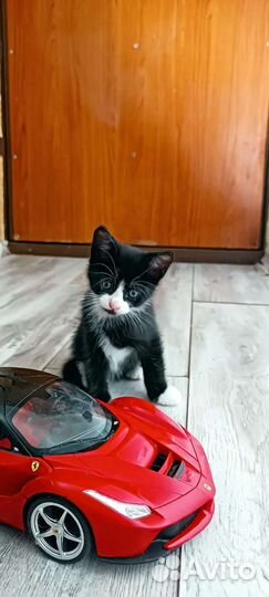 Котята мейн-кун(метис)