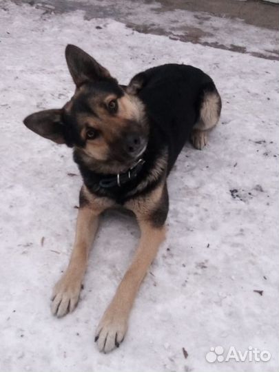 Вязка(кобель) Вео